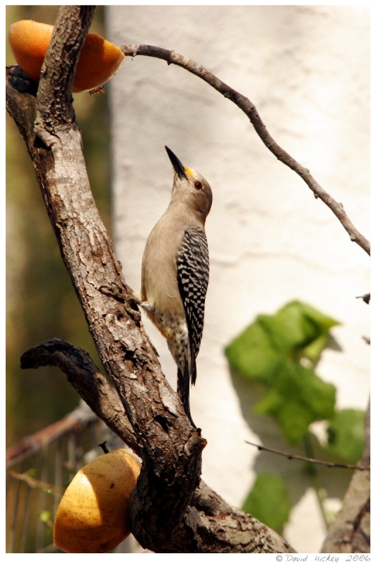 birds10 Pecker between two grapfruits