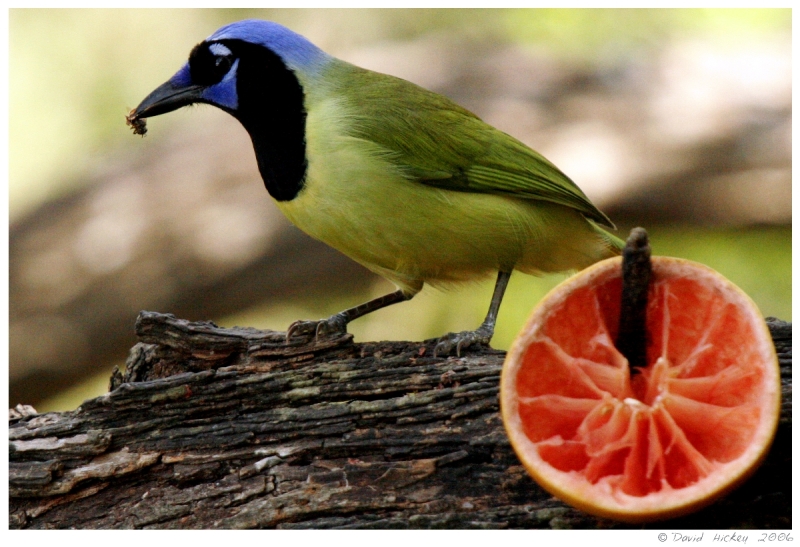 birdso5 Green Jay feeds