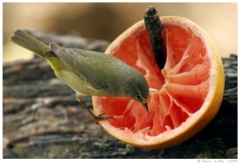 birds02 Bird feeding