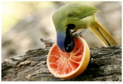 birds04 Green Jay going deep