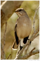 birds09 Another bird