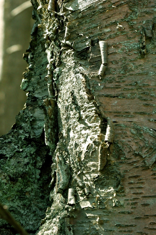 Bark 