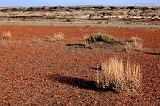  Sagegrass, Bisti Wilderness, NM