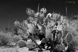  Cactus, Globe, AZ