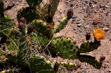  Cactus flowers, Globe, AZ