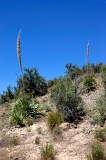 Desert scene, Globe, AZ