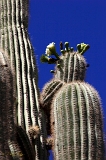 Cactus flowers, Mesa, AZ