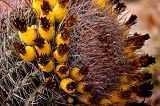  Barrel cactus fruit, Mesa, AZ