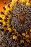  Barrel cactus fruit, Mesa, AZ