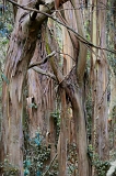  Eucalyptus grove, off Highway One, CA