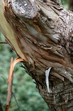  Eucalyptus tree, off Highway One, CA
