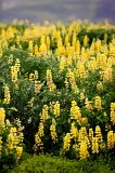 Wildflowers off Highway One, Pigeon Point, CA