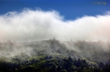  Coastal Fog, east of Halfmoon Bay, CA