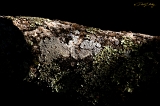  Tree bark, Briones, CA