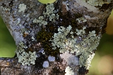  Bark & Lichen, Briones, CA
