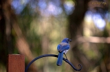  Peggy's Garden, Briones, CA