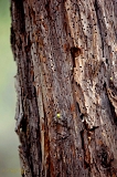  Pecker wood, McCloud, CA