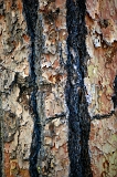  Bark, McCloud, CA