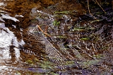  Grass and ripples, McCloud, CA