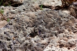  Lichen, McCloud, CA
