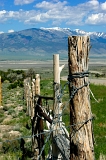  Fence posts along Highway 50, NV