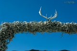  Antler 