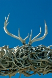  Antler 