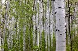  Gunnison National Forest, Doyleville, CO