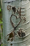  Gunnison National Forest, Doyleville, CO