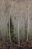  Gunnison National Forest, Doyleville, CO