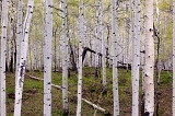  Gunnison National Forest, Doyleville, CO