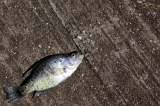  JT's fishing hole ~ Pleasant Hill, IL