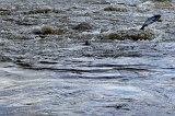  JT's fishing hole ~ Pleasant Hill, IL