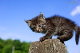  HTL X ~ Kitty