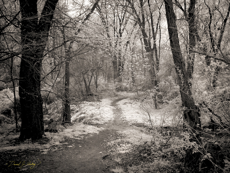 002 Into the Woods, Phoenixville, PA -- In infrared