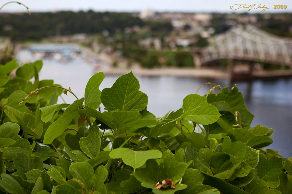 _MG_9736