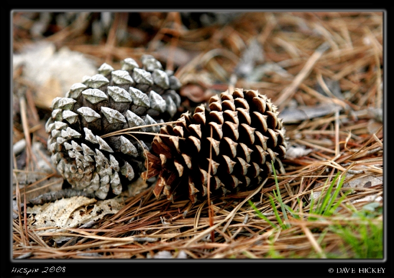 dK-Trip129 Pinecones