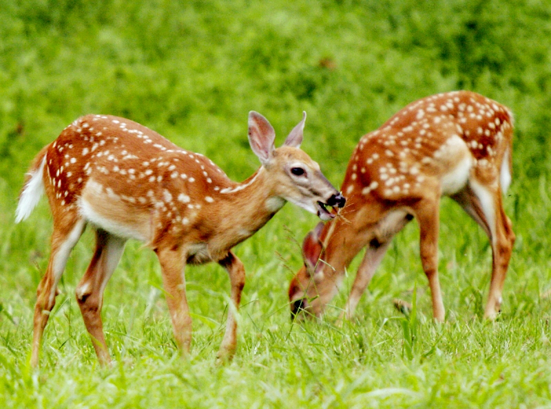 fawns � Dave Hickey (hicspix)