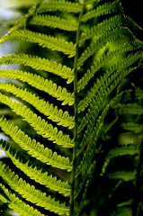 ferns