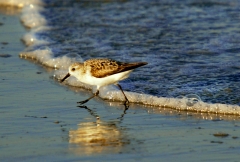 sandpiper