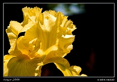  Flower at Botanica with DeAnn Clark, Wichita, KS