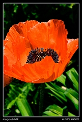  Flower at Botanica with DeAnn Clark, Wichita, KS