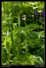  Plants at Botanica with DeAnn Clark, Wichita, KS