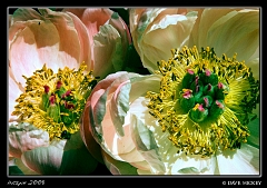  Flowers at Botanica with DeAnn Clark, Wichita, KS