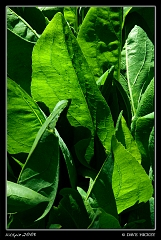  Leaves at Botanica with DeAnn Clark, Wichita, KS