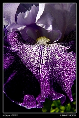  Flower at Botanica with DeAnn Clark, Wichita, KS