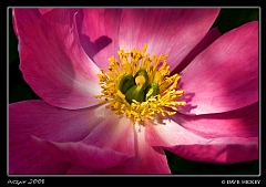  Flower at Botanica with DeAnn Clark, Wichita, KS