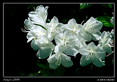  Blossoms at Botanica with DeAnn Clark, Wichita, KS