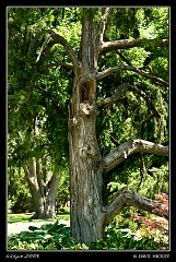  Trees at Botanica with DeAnn Clark, Wichita, KS