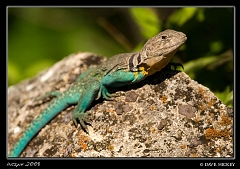  Lizard near Ark City, KS